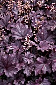 HEUCHERA FOREVER PURPLE