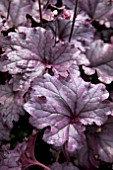 HEUCHERA FOREVER PURPLE