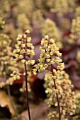 HEUCHERA LITTLE CUTIES BLONDIE