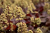 HEUCHERA LITTLE CUTIES BLONDIE