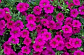 CALIBRACHOA MILLION BELLS FUCHSIA