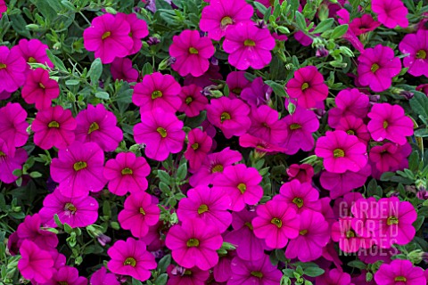 CALIBRACHOA_MILLION_BELLS_FUCHSIA