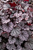 HEUCHERA LITTLE CUTIES FROST