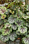 HEUCHERA MARVELOUS MARBLE SILVER