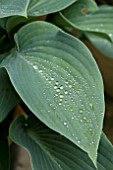 HOSTA HALCYON WITH RAIN DROPS