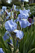 IRIS GERMANICA JANE PHILLIPS