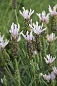 LAVANDULA LUSITANICA LUSI PINK