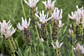 LAVANDULA LUSITANICA LUSI PINK