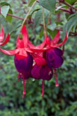 FUCHSIA CHARMING