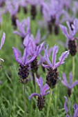 LAVANDULA STOECHAS PUKEHOU