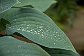 RAINDROPS ON HOSTA LEAF