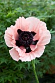 PAPAVER ORIENTALE PRINCESS VICTORIA LOUISE