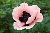 PAPAVER ORIENTALE PRINCESS VICTORIA LOUISE