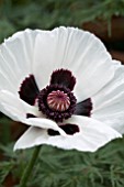 PAPAVER ORIENTALE ROYAL WEDDING