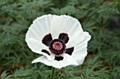 PAPAVER ORIENTALE ROYAL WEDDING