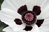 PAPAVER ORIENTALE ROYAL WEDDING