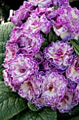 PRIMULA BELARINA LIVELY LILAC