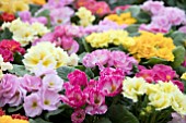 PRIMULA EMOTIONS MIX