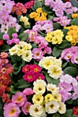 PRIMULA EMOTIONS MIX