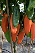 CAPSICUM ARIELLA MIDI ORANGE