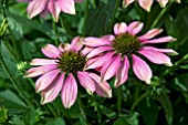 ECHINACEA MAGENTA PEARL