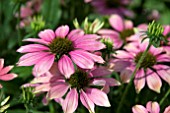 ECHINACEA MAGENTA PEARL