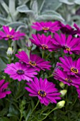 OSTEOSPERMUM FLOWER POWER BLUE