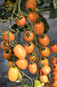 TOMATO MIRADOR ORANGE F1