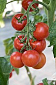 TOMATO MOUNTAIN MAGIC