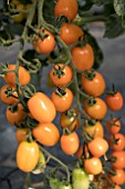 TOMATO SOLENA YELLOW F1