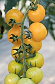 TOMATO MANOLO YELLOW