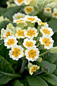 PRIMULA VERIS LIME AND ORANGE