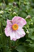 ANEMONE X HYBRIDA PRETTY LADY PINK