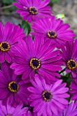 OSTEOSPERMUM FLOWER POWER BLUE