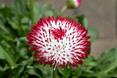 BELLIS HABANERA WHITE WITH RED TIPS