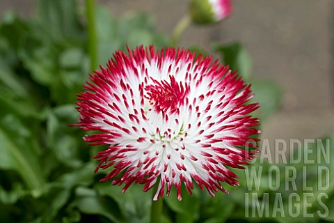BELLIS_HABANERA_WHITE_WITH_RED_TIPS