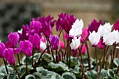 CYCLAMEN OUTSIDER MIX