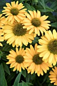ECHINACEA SUNSEEKERS MELLOW IMPROVED
