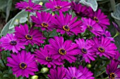 OSTEOSPERMUM FLOWER POWER BLUE