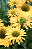 ECHINACEA SUNSEEKERS MELLOW IMPROVED