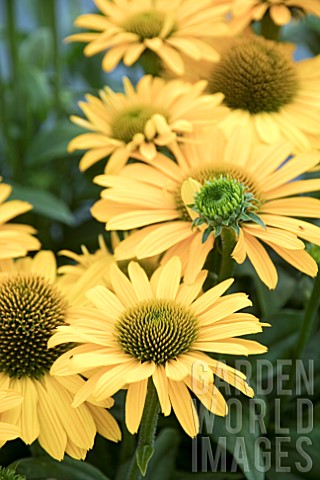 ECHINACEA_SUNSEEKERS_MELLOW_IMPROVED