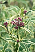 EUPATORIUM FORTUNEI PINK ELEGANCE