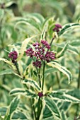 EUPATORIUM FORTUNEI PINK ELEGANCE