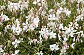 GAURA LINDHEIMERI GOLDEN FOUNTAIN