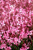 GAURA LINDHEIMERI WALBERTONS FLAMINGO