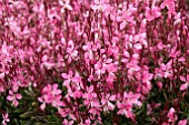 GAURA LINDHEIMERI WALBERTONS FLAMINGO