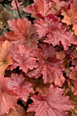 HEUCHERA BLOODY DINOSAUR