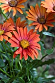 OSTEOSPERMUM FLOWER POWER CHILI