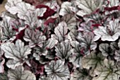 HEUCHERA HUCKLEBERRY