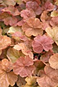 HEUCHERA NORTHERN EXPOSURE AMBER